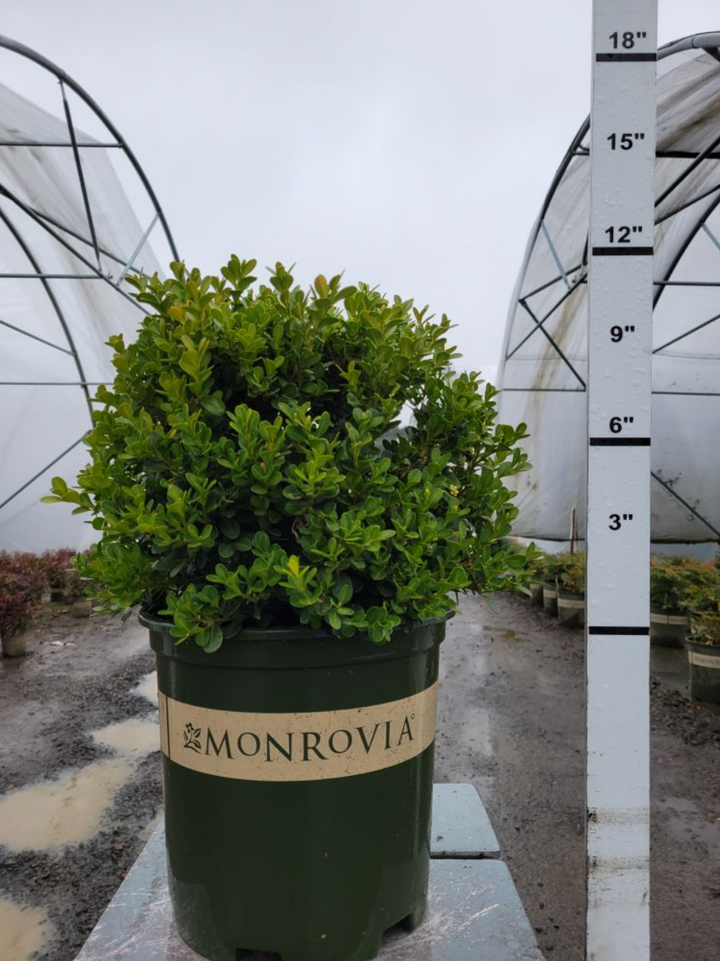 Green Beauty Boxwood