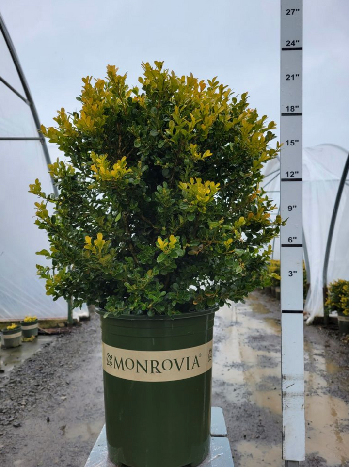 Green Beauty Boxwood