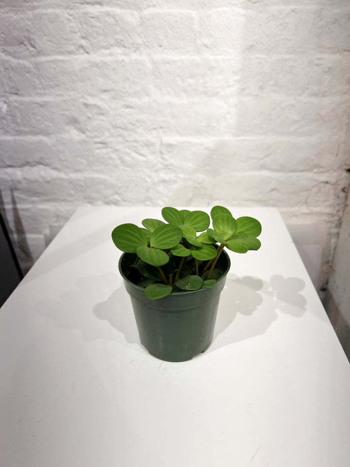 Peperomia