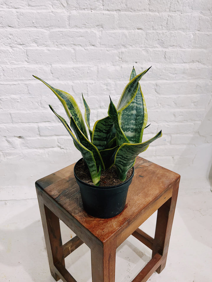 Snake Plant