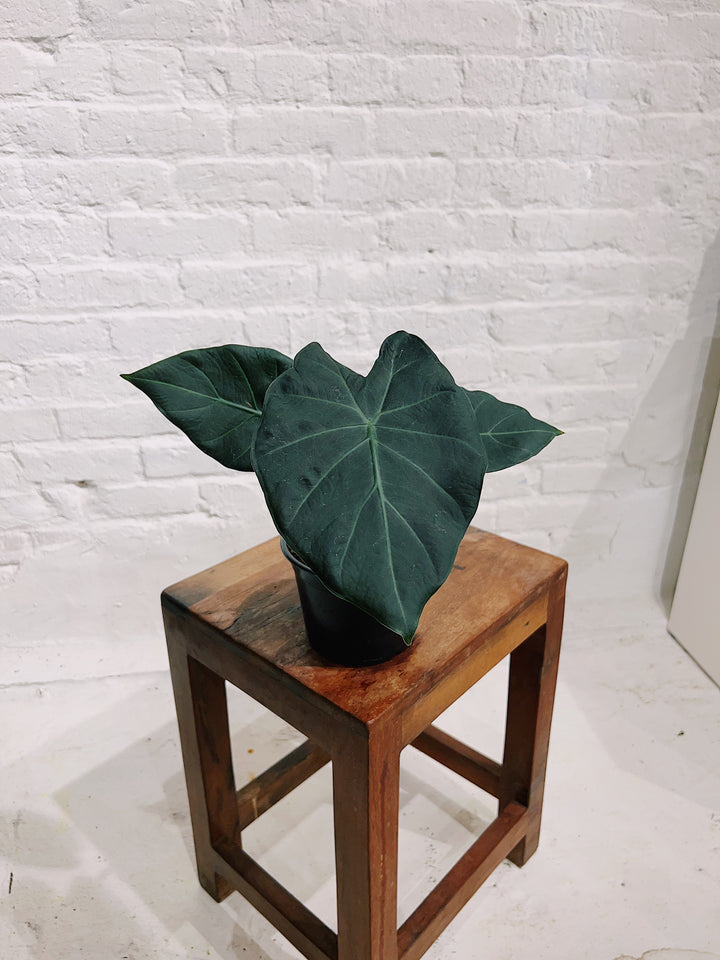 Alocasia 'Regal Shield'