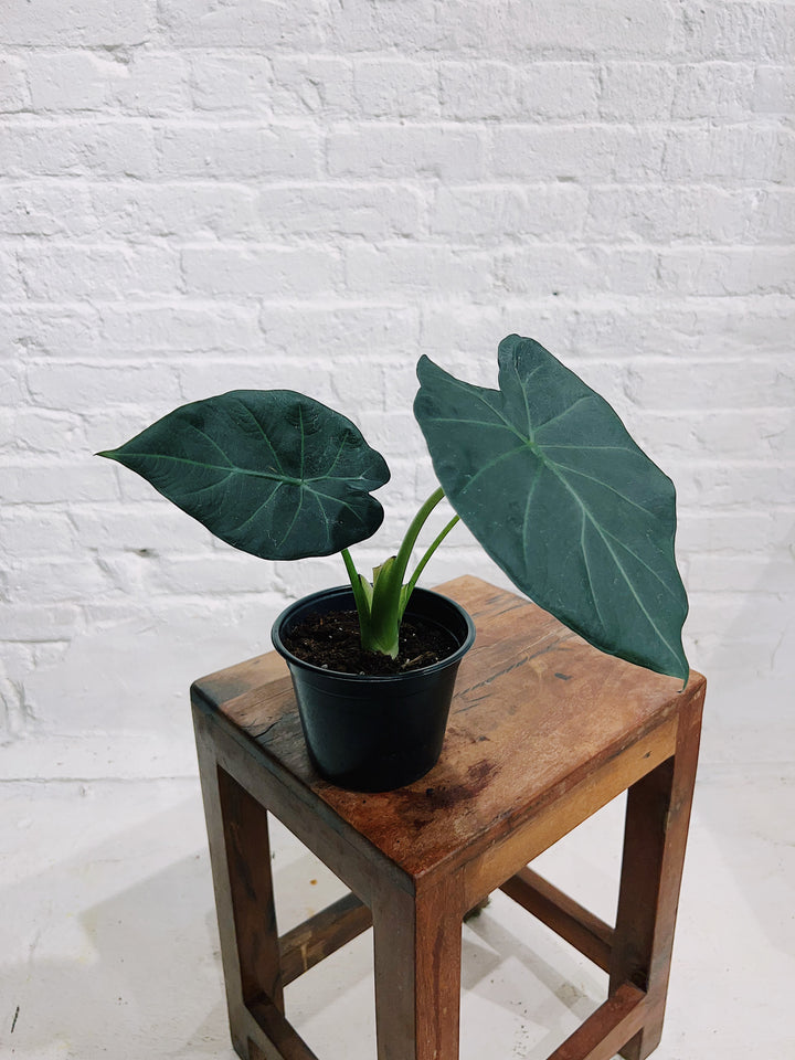Alocasia 'Regal Shield'