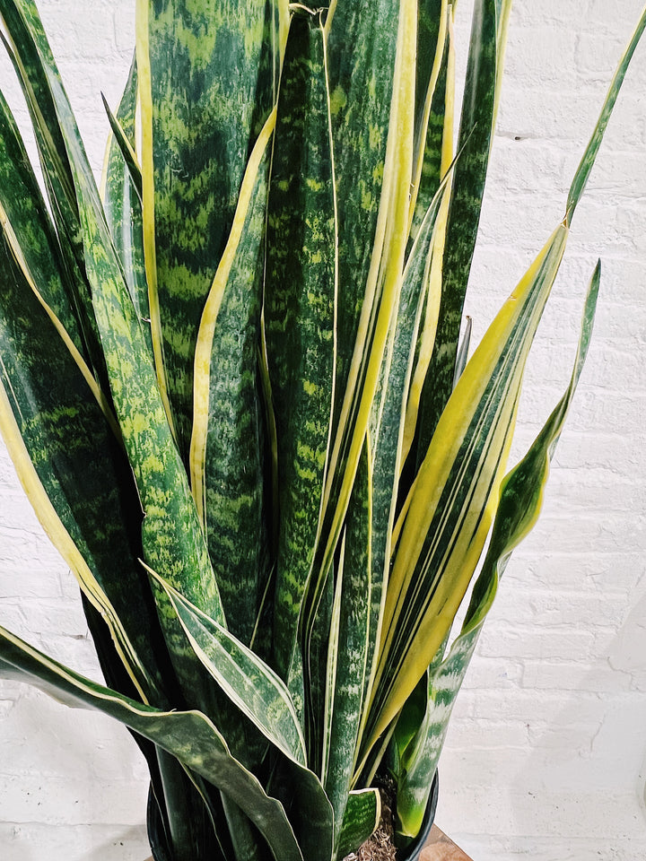 Snake Plant