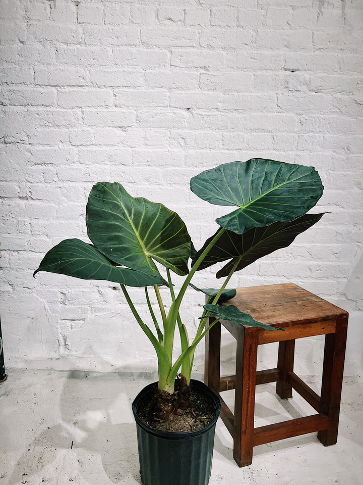 Alocasia 'Regal Shield'