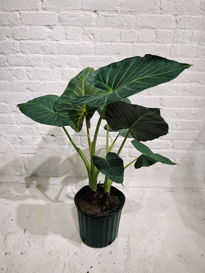 Alocasia 'Regal Shield'