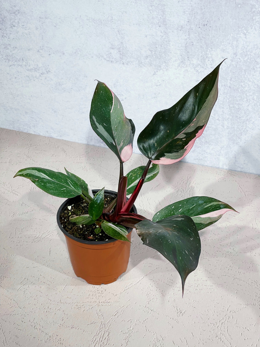 Philodendron Pink Princess