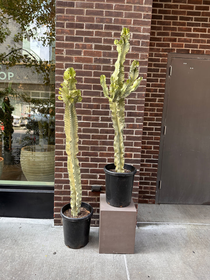 Euphorbia Ammak (Variegated)