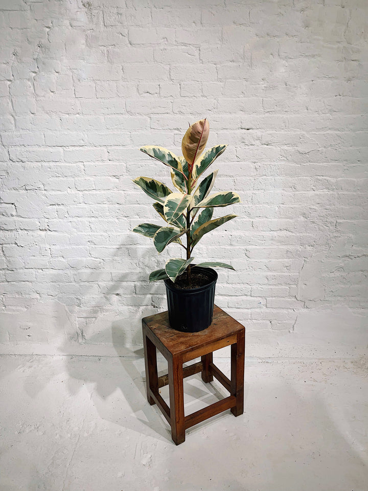 Ficus Elastica Tineke