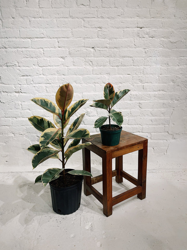 Ficus Elastica Tineke