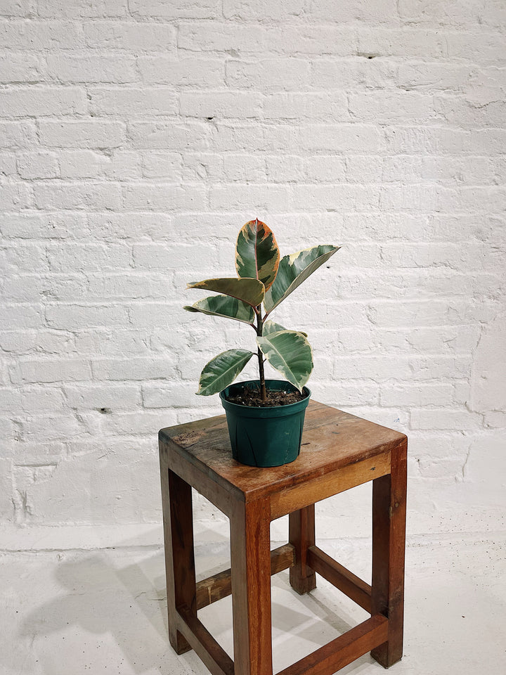 Ficus Elastica Tineke