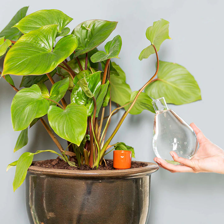 Terra Cotta Watering Bulb