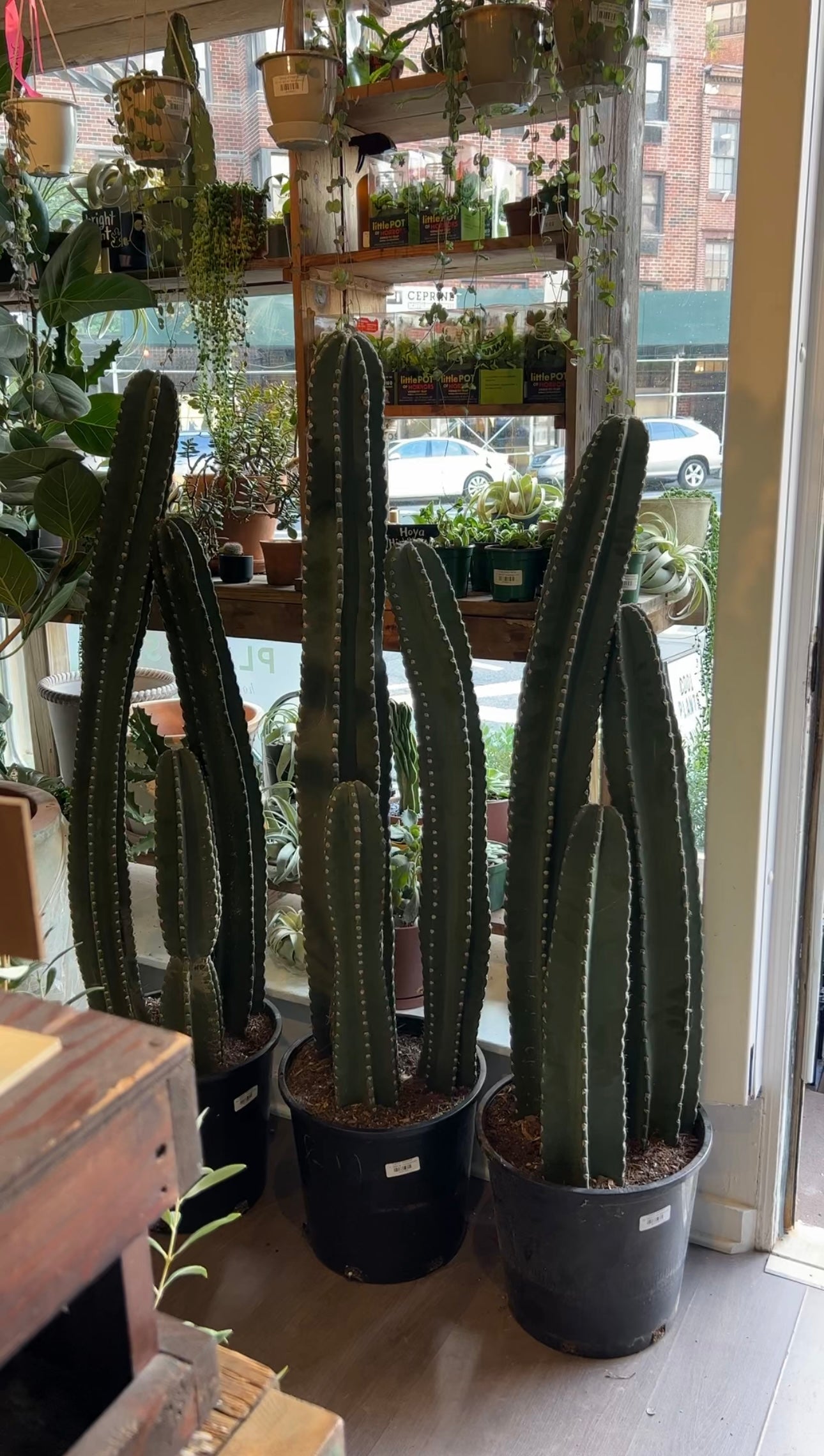 Cactus, Assorted