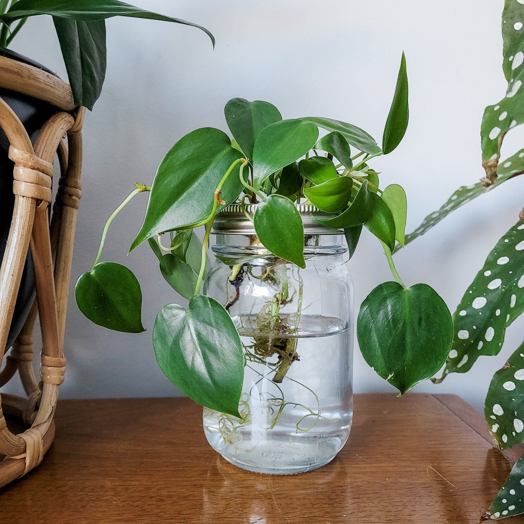 How Can I Make More Plants?