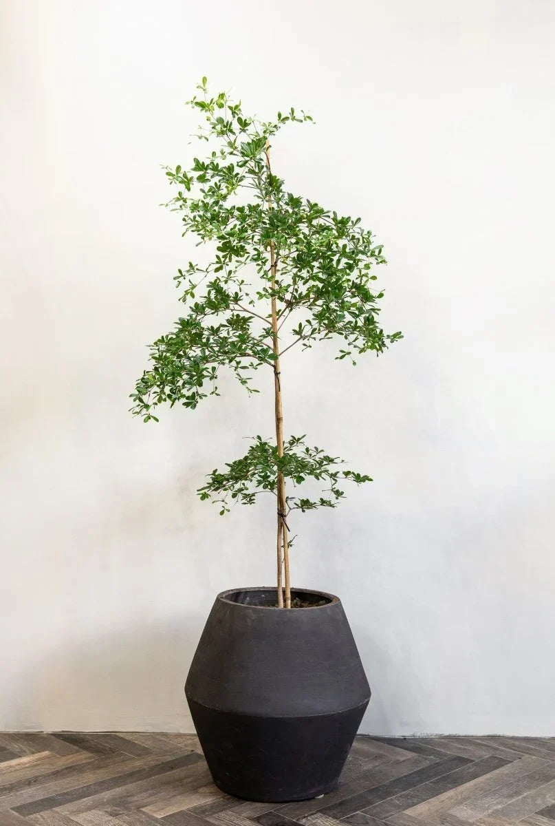 Why Is My Black Olive Tree Dropping Leaves?