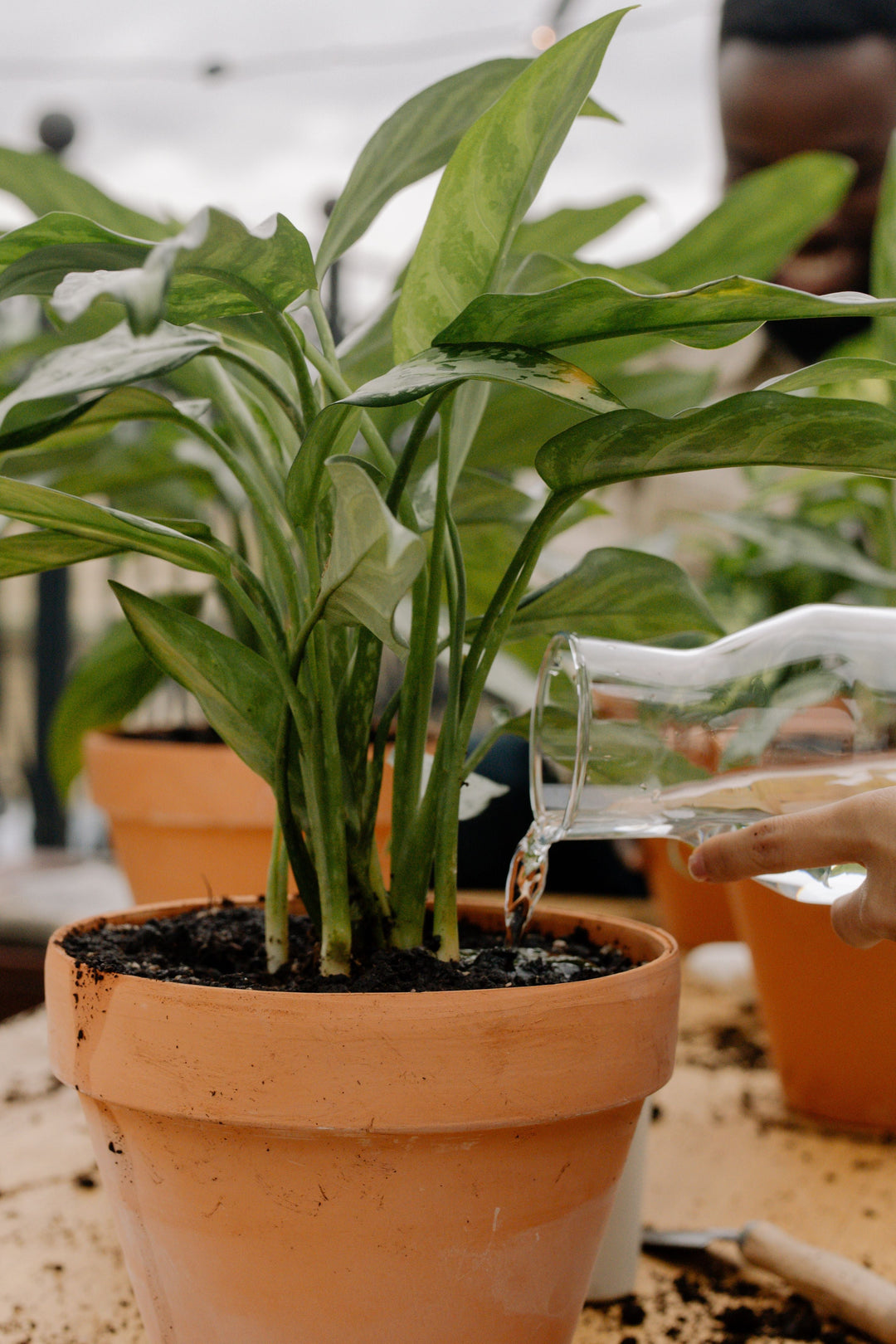 Can My Houseplants Live Outside?