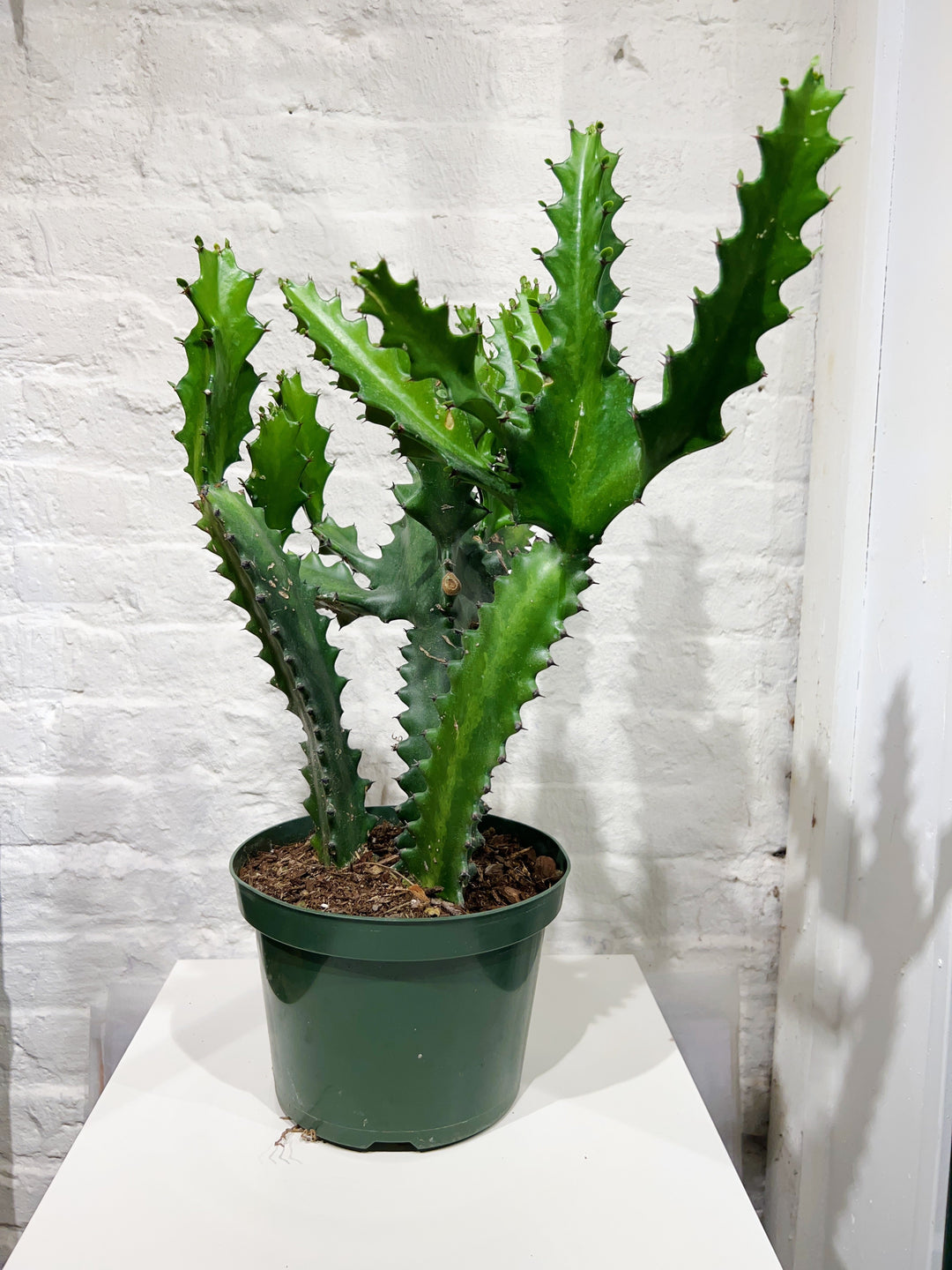 Cacti & Succulents