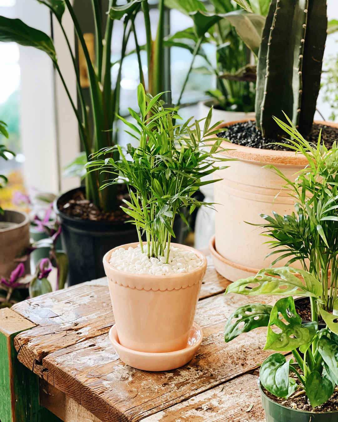 Air Purifying Plants