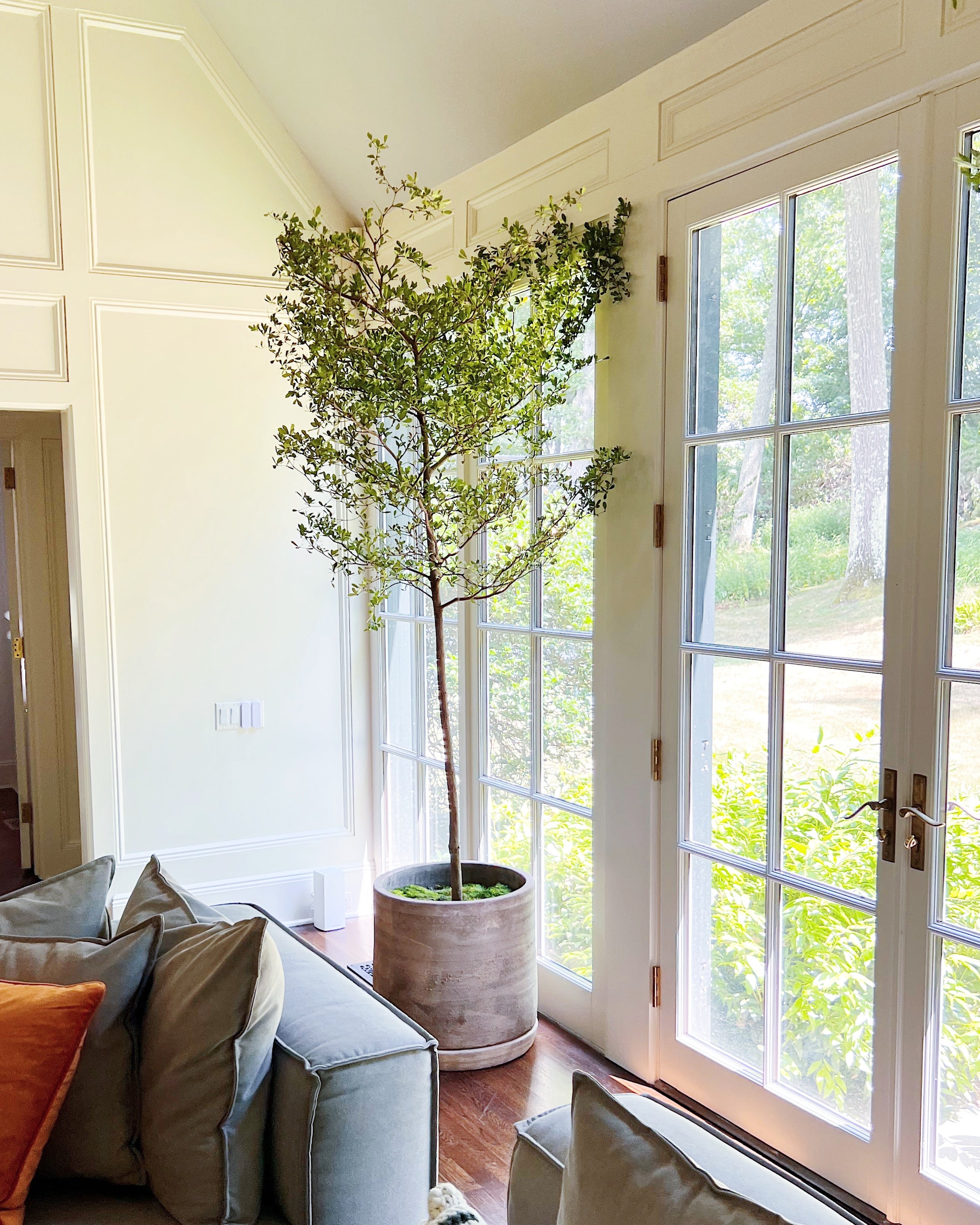 Statement Trees – The Old Yew Plant Shop