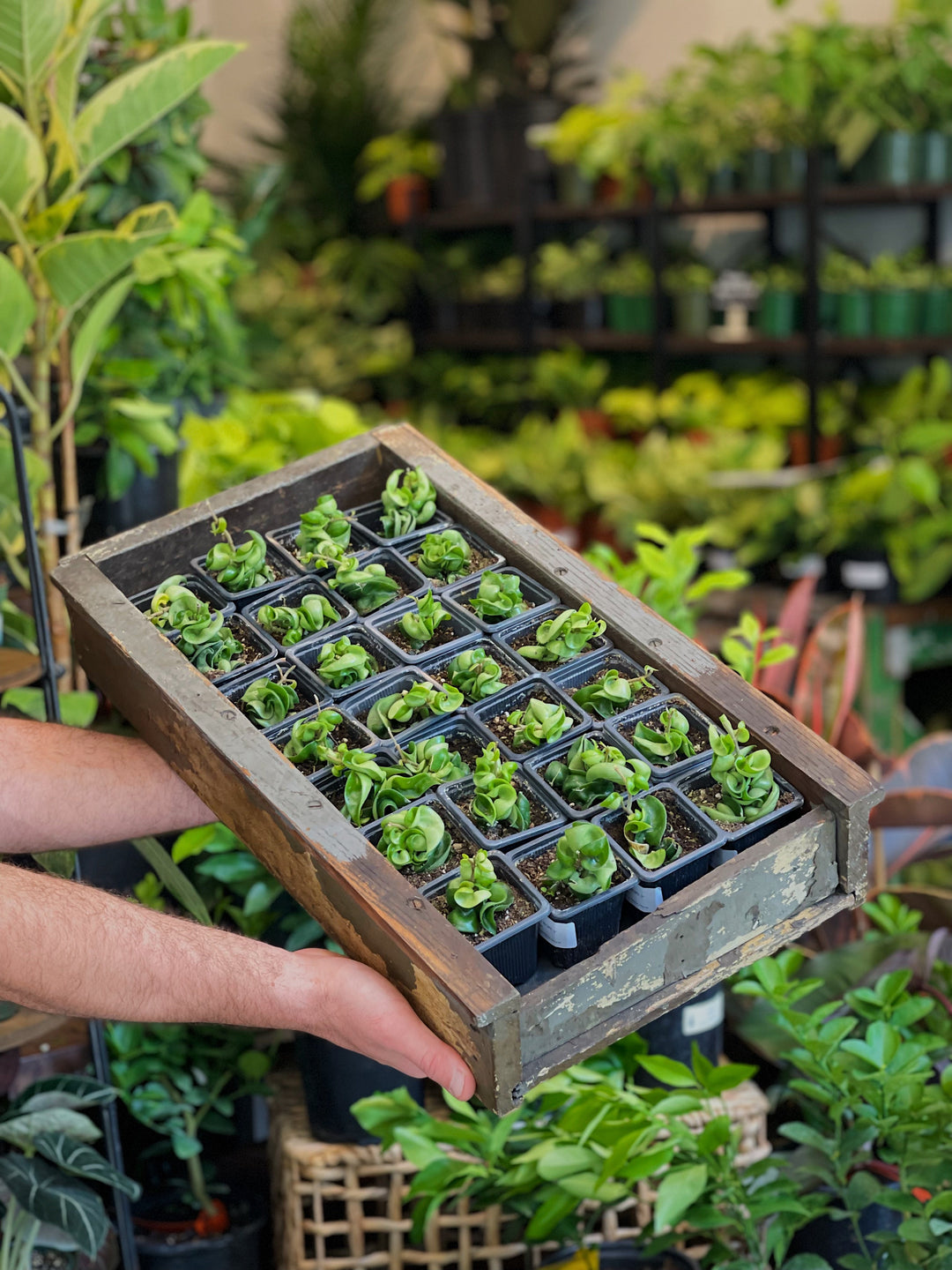 Pet Safe Plants