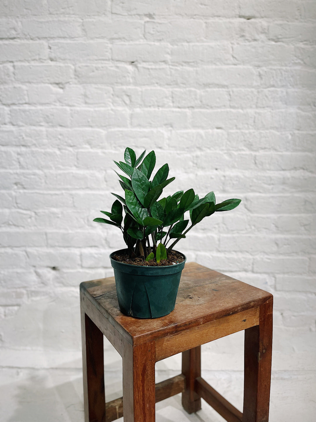 Low Light Plants