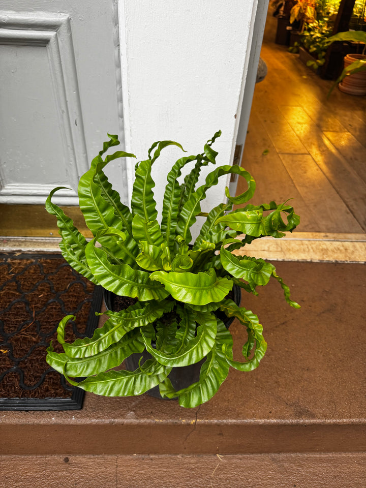 Birds Nest Fern