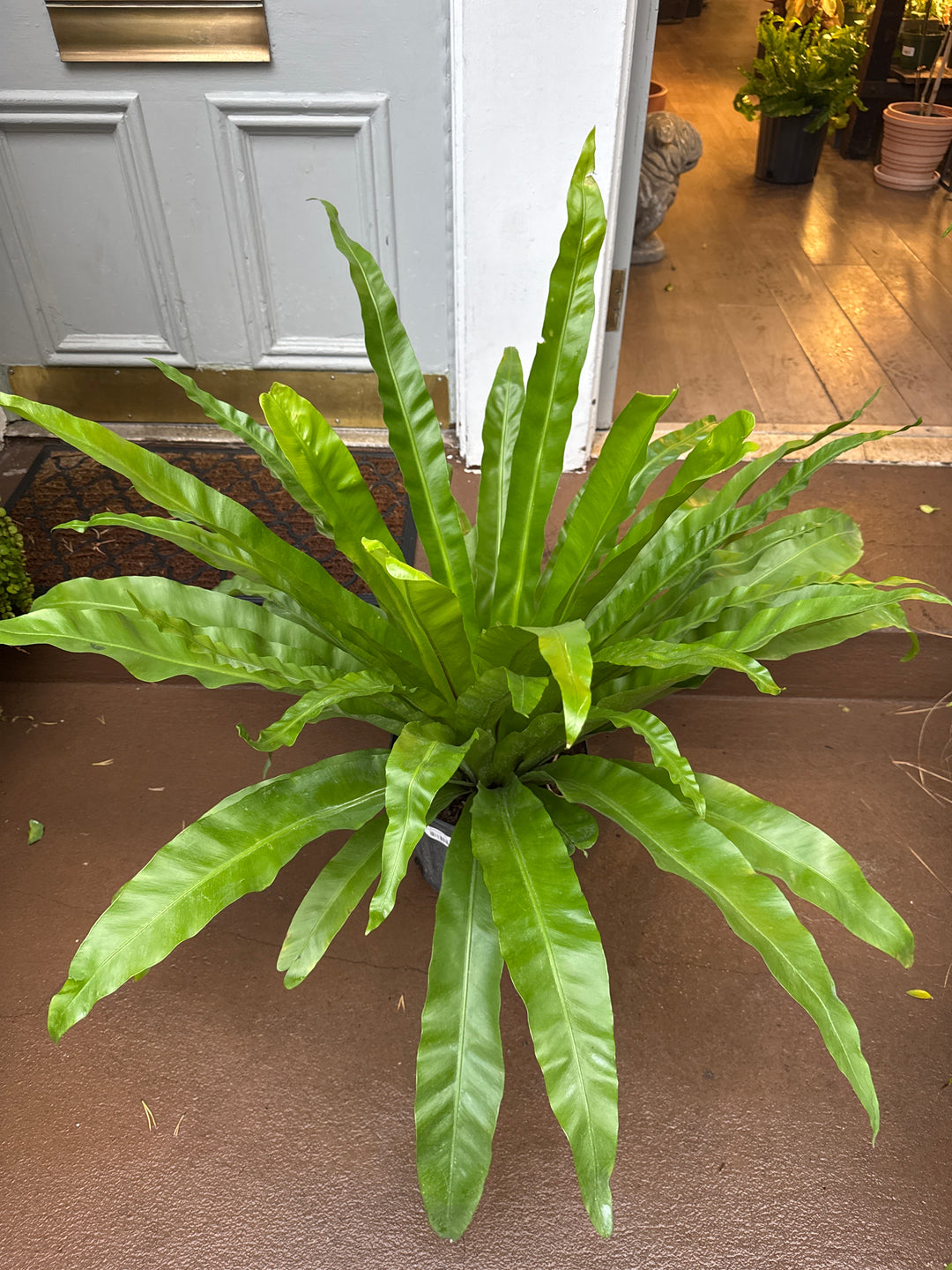 Birds Nest Fern