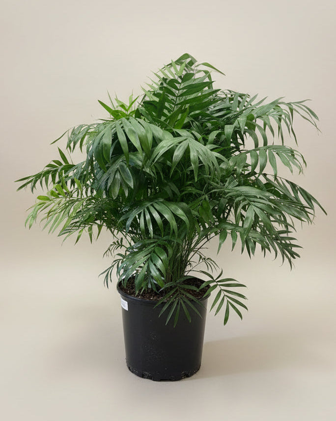 Parlor Palm