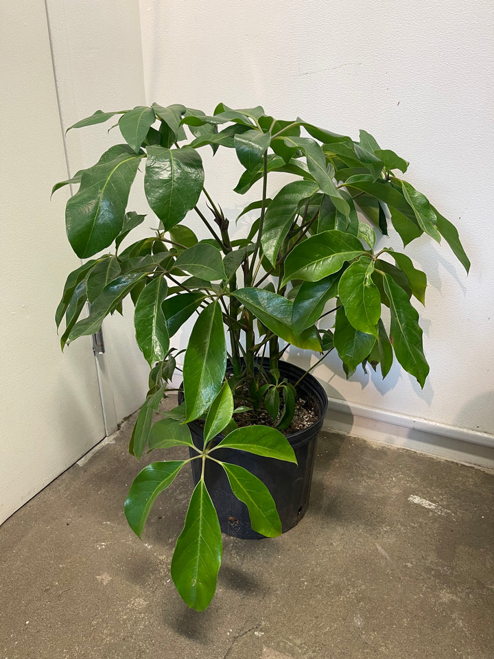 Schefflera 'Amate’