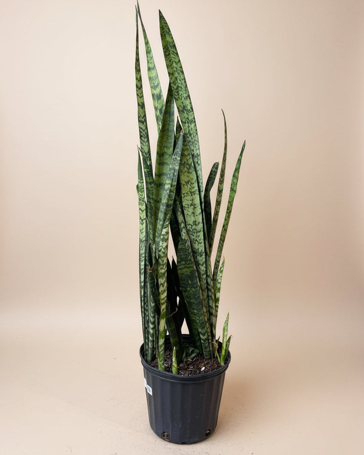 wintergreen snake plant Snake Plant