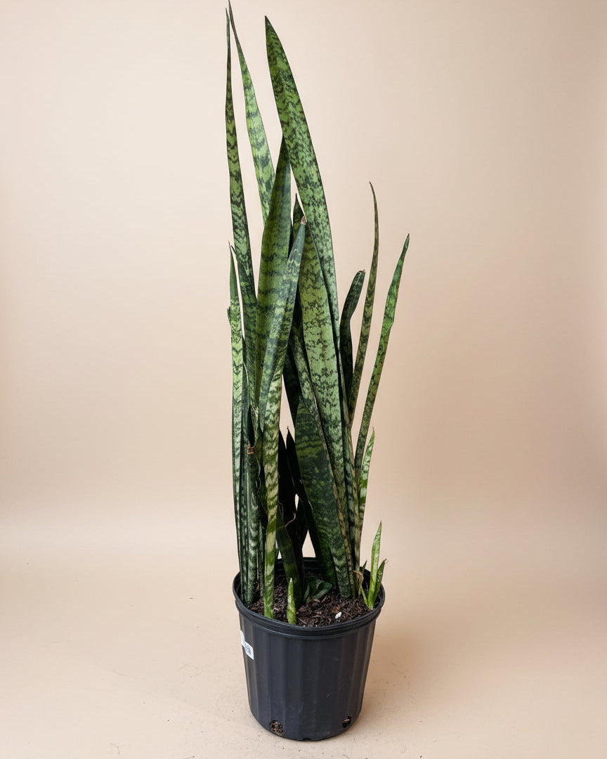 Snake Plant