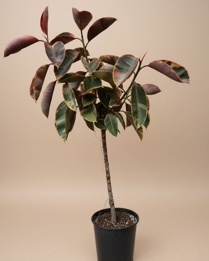 Ficus Elastica Ruby
