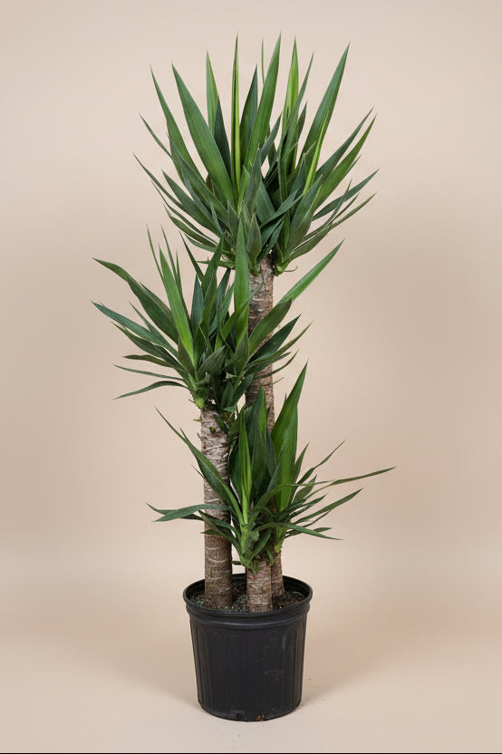 Yucca