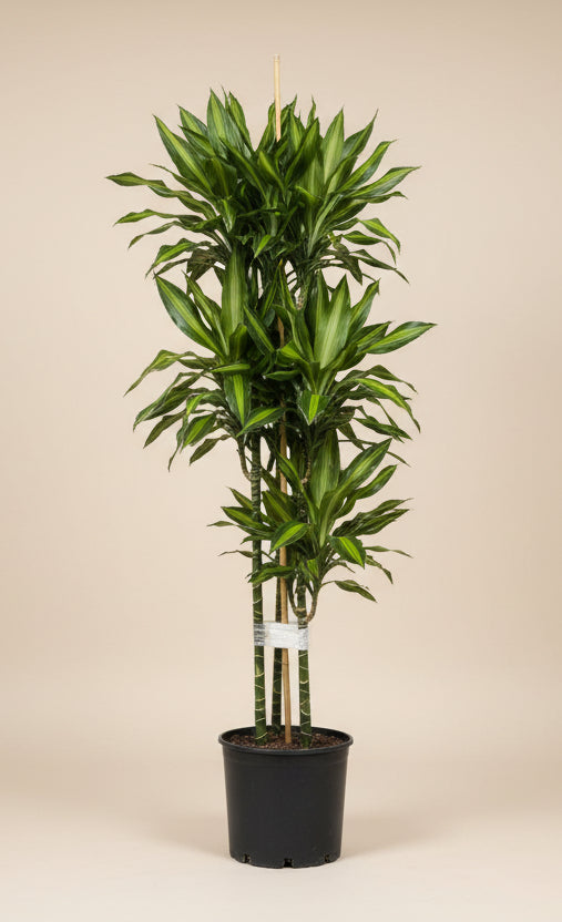 Dracaena Cintho
