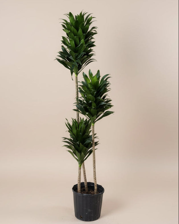 Dracaena 'Janet Craig Compacta'