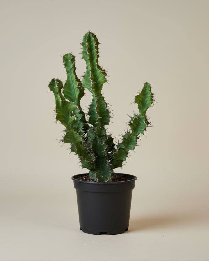 Euphorbia Zig Zag