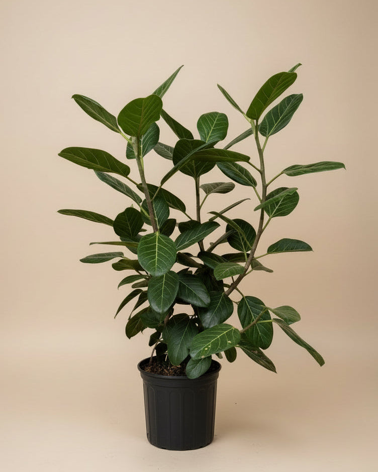 Ficus Audrey