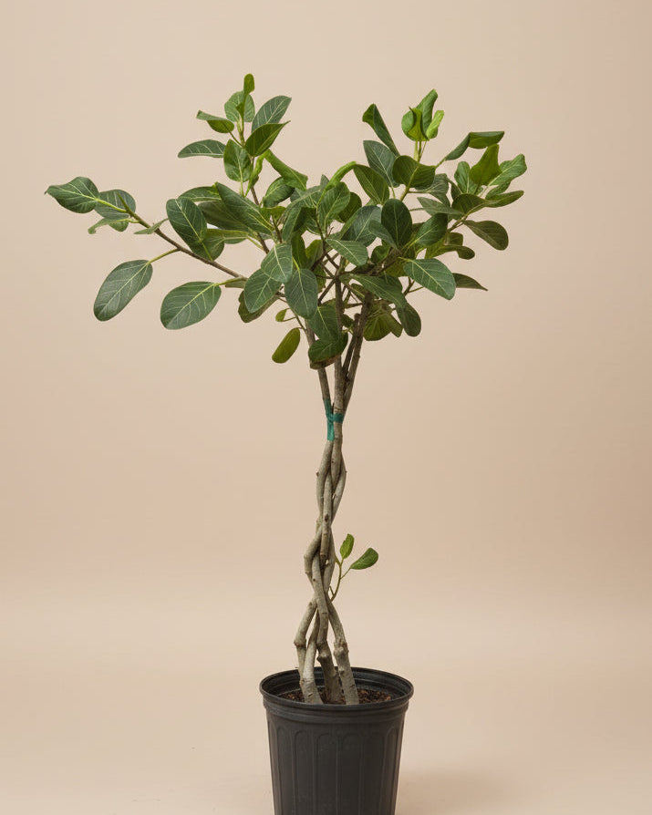 Ficus Audrey