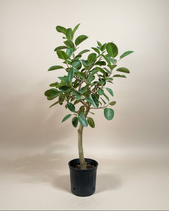 Ficus Audrey