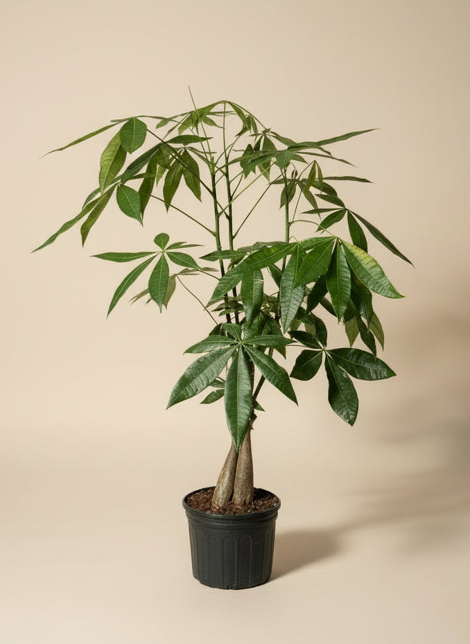 Money Tree - Thumbnail 2