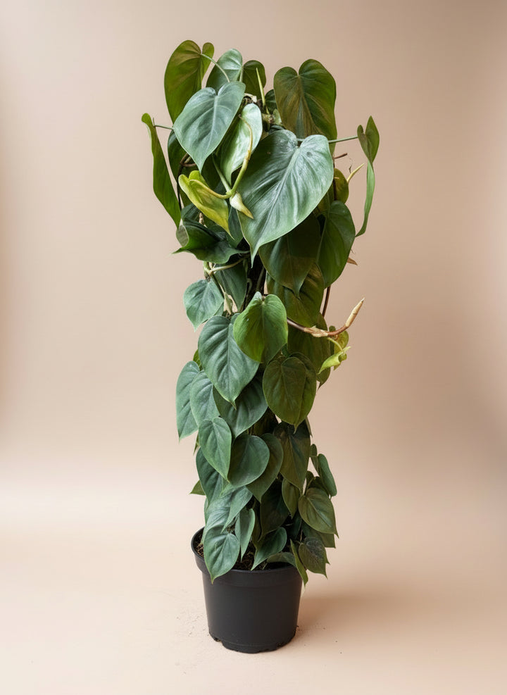 Philodendron Cordatum