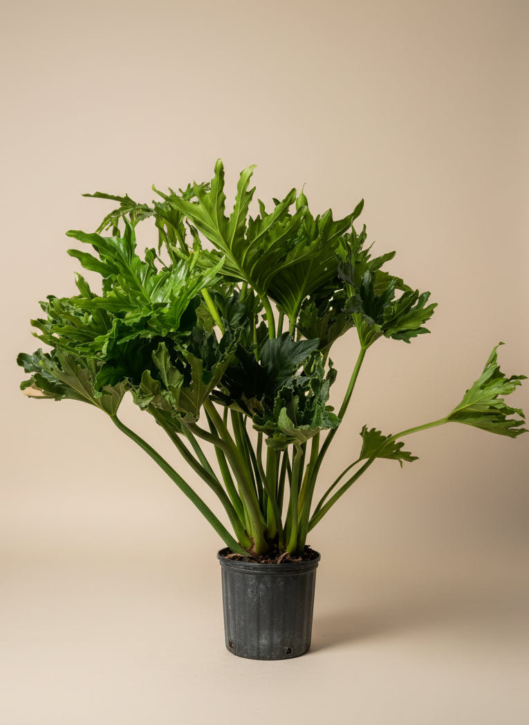 The Old Yew Plant Shop Philodendron Hope