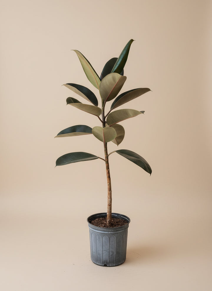 Ficus Burgundy