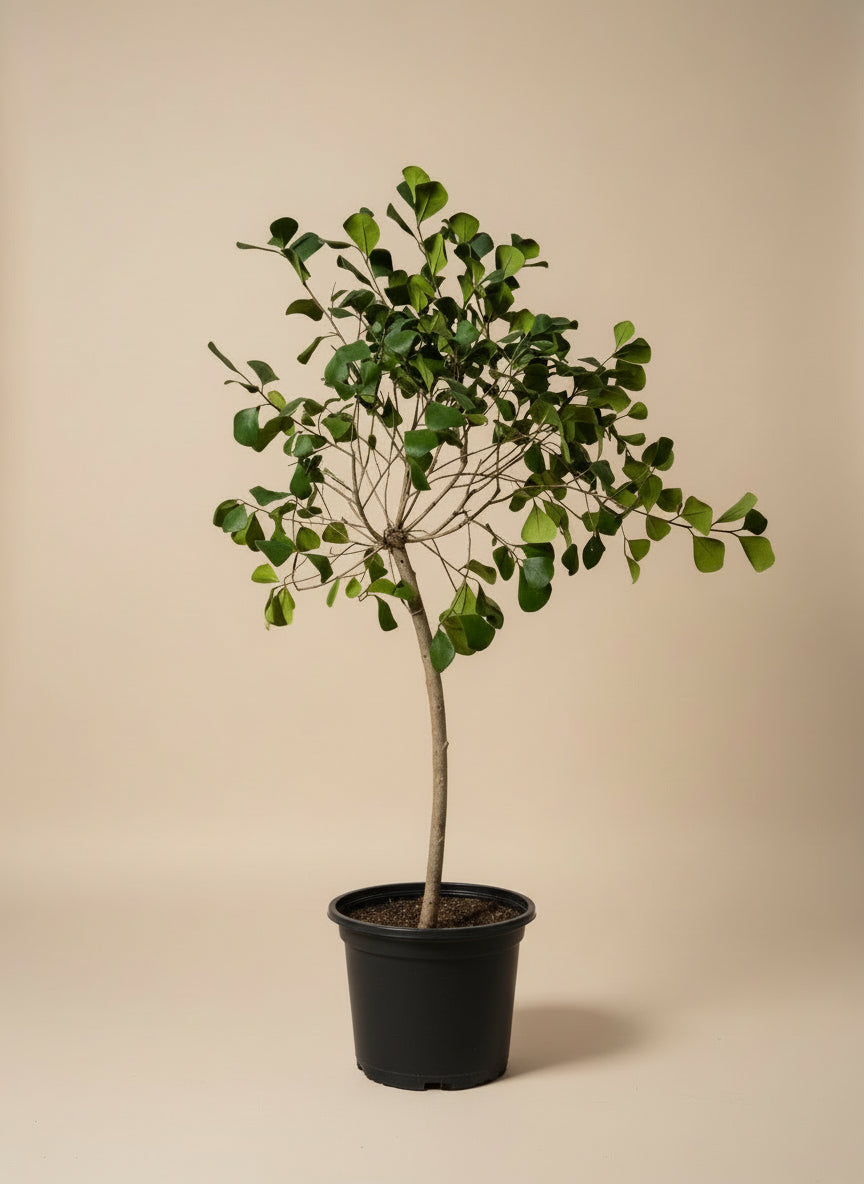 Ficus Triangularis