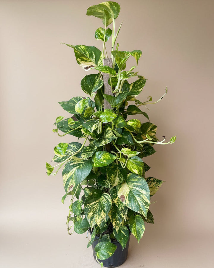 pothos golden wg Golden Pothos – The Old Yew Plant Shop