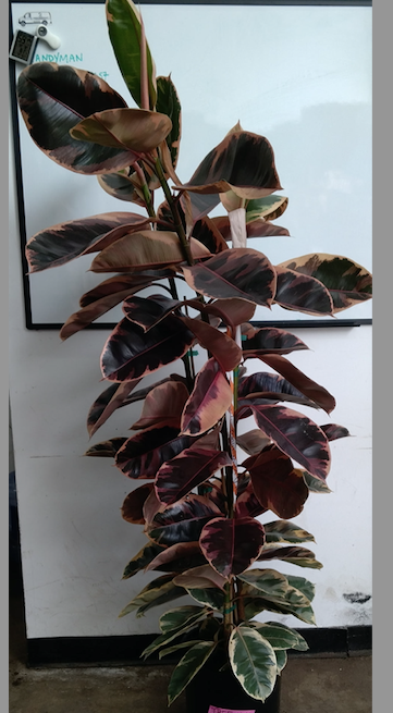 Ficus Elastica Ruby