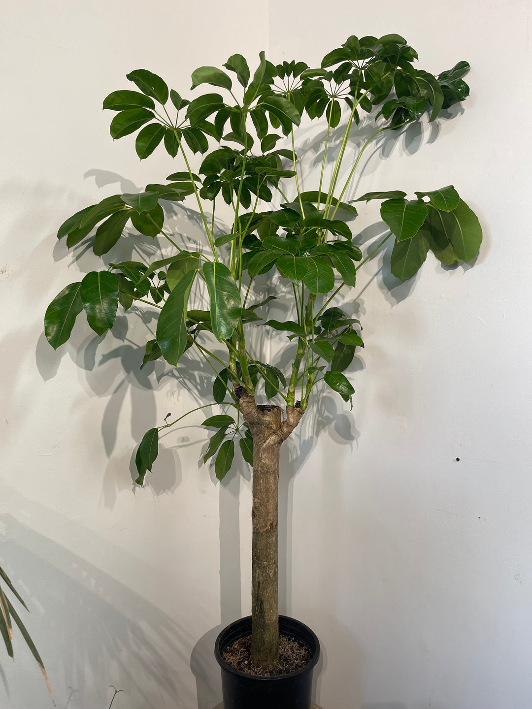 Schefflera 'Amate’