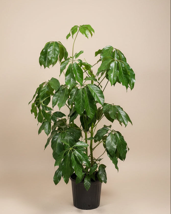 Schefflera 'Amate’