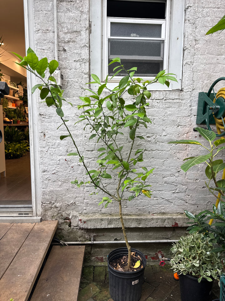 Meyer Lemon Tree
