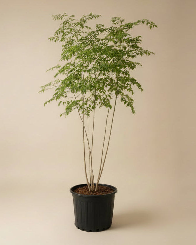 house plant china doll China Doll