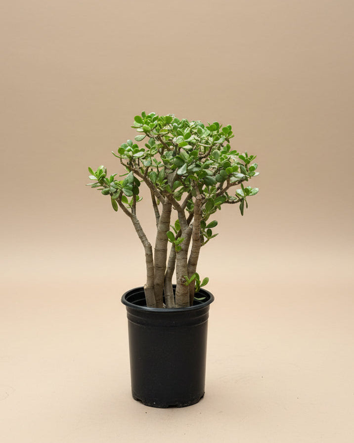 jade plant in large pot Jade Plant – The Old Yew Plant Shop